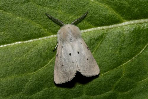 Diaphora mendica
